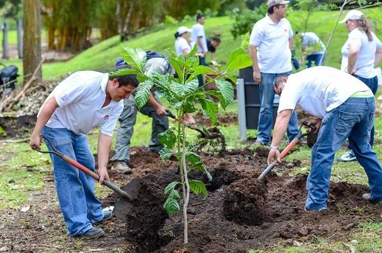 Tree Plantation Drives